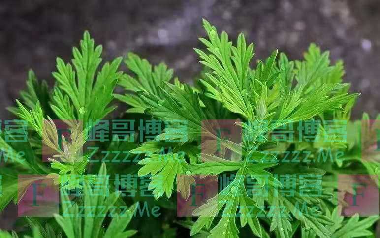 端午节,听海军军医大学学子说说关于艾草那些事儿
