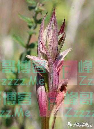 英国灭绝十年稀有兰花再现身！在办公楼顶长出十几棵