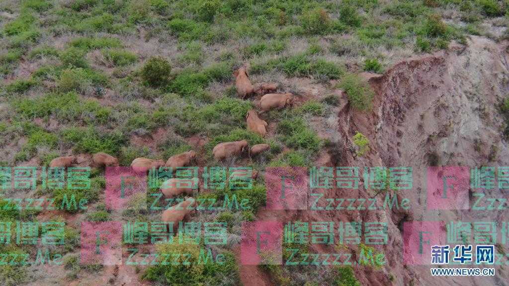 云南北移象群从易门转入峨山 初步研判呈南返趋势