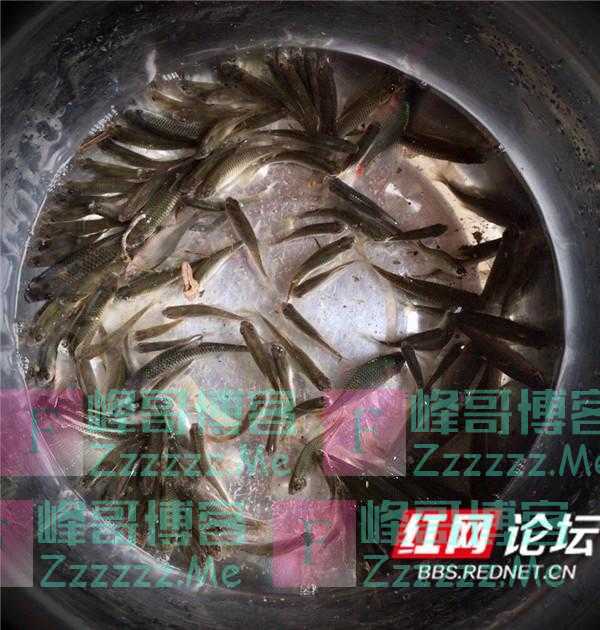 秀厨艺丨家乡风味青椒小鱼干，来看最朴实的烹饪方式