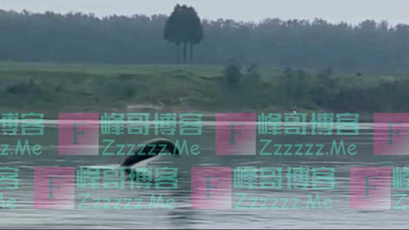 湖北潜江拍到江豚跃出水面 系30年来首次现身该地