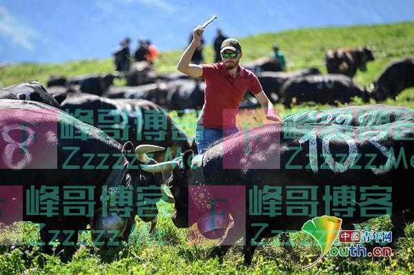 瑞士山村牧民赶牛上山度夏 上百头母牛争夺牧群“女王”头衔