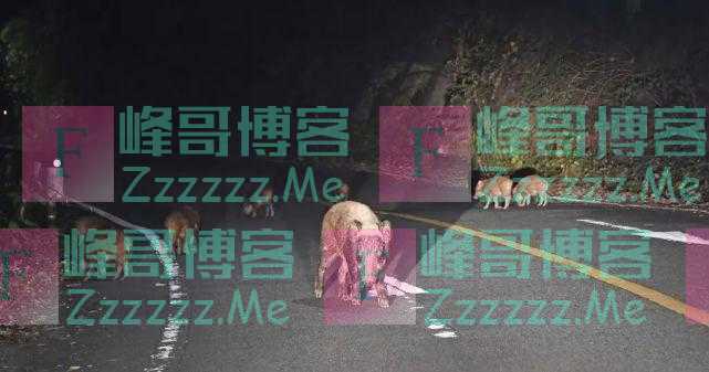 日本福岛出现放射性杂交野猪