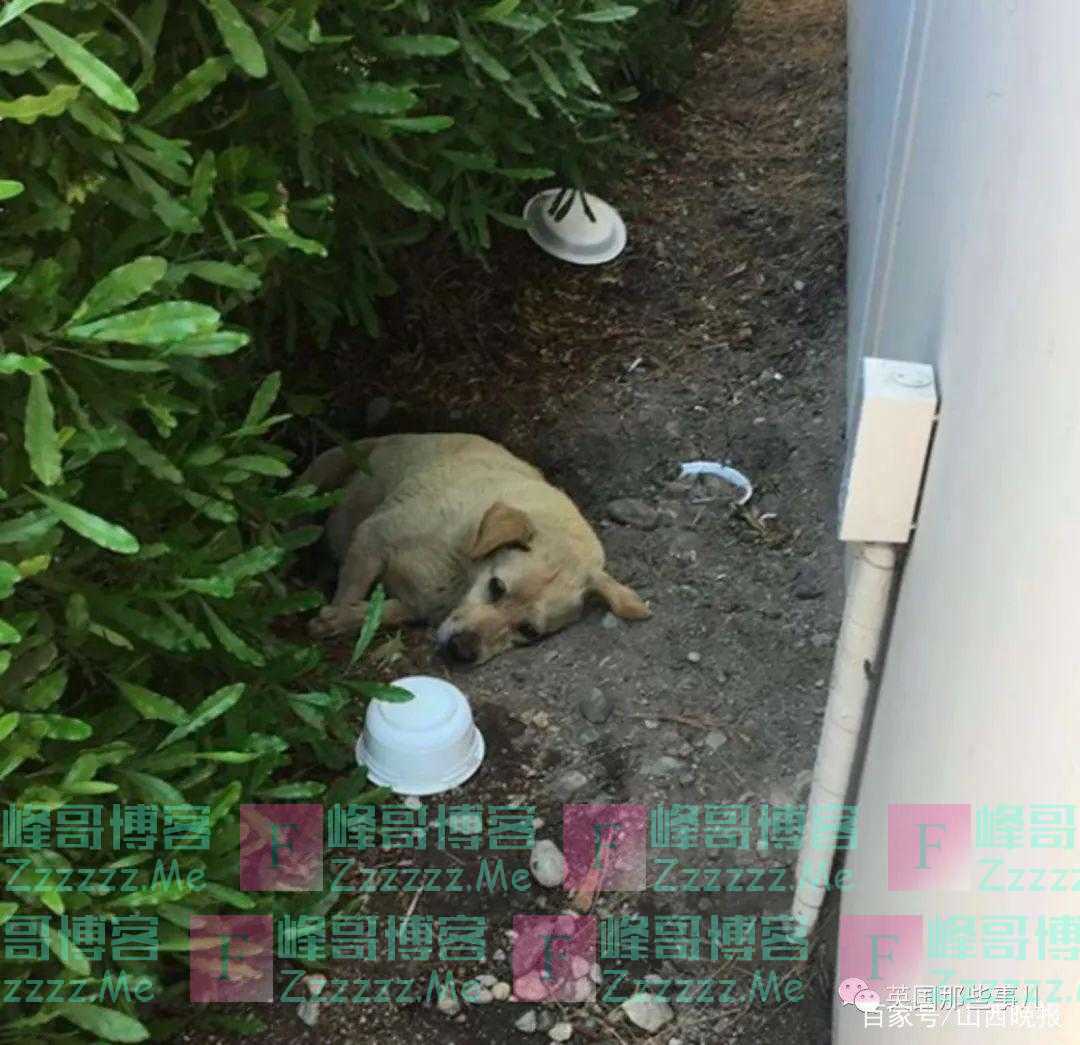 被主人抛弃后苦等数月的狗狗，经过无数波折，终于有了安定生活