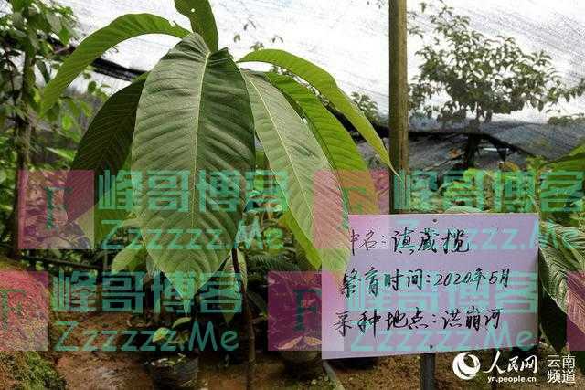 探寻滇西热带季雨林“让万物自由生长”