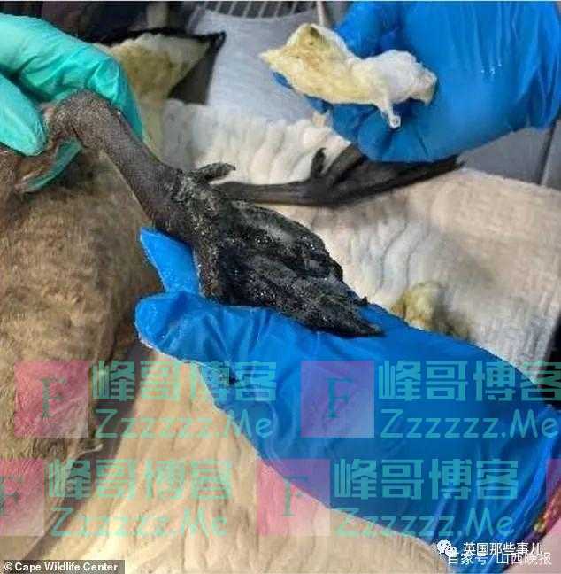 大鹅脚部受伤被人带去救治，它女朋友居然跟来探病隔窗相望！