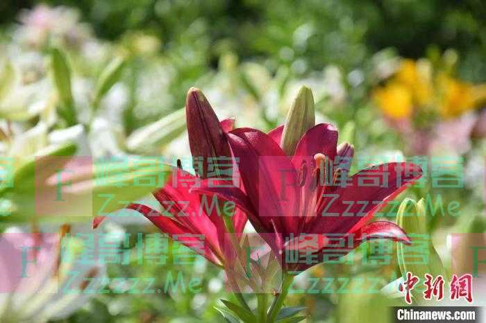 四川茂县：80余亩百合花盛开惹人醉