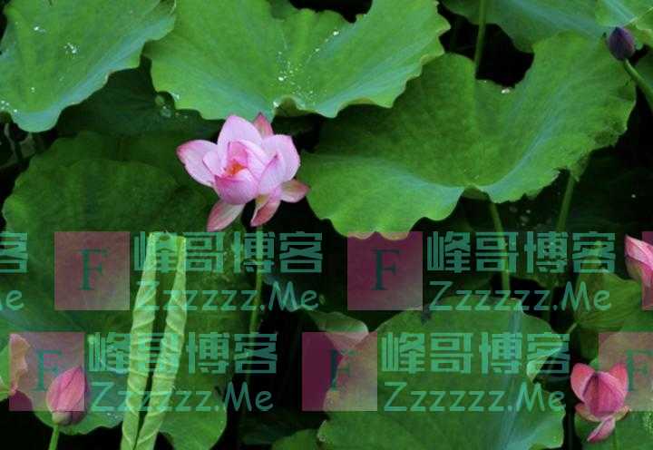 科学汇丨夏日正盛，满湖的荷花惹人爱，但你真的懂它吗