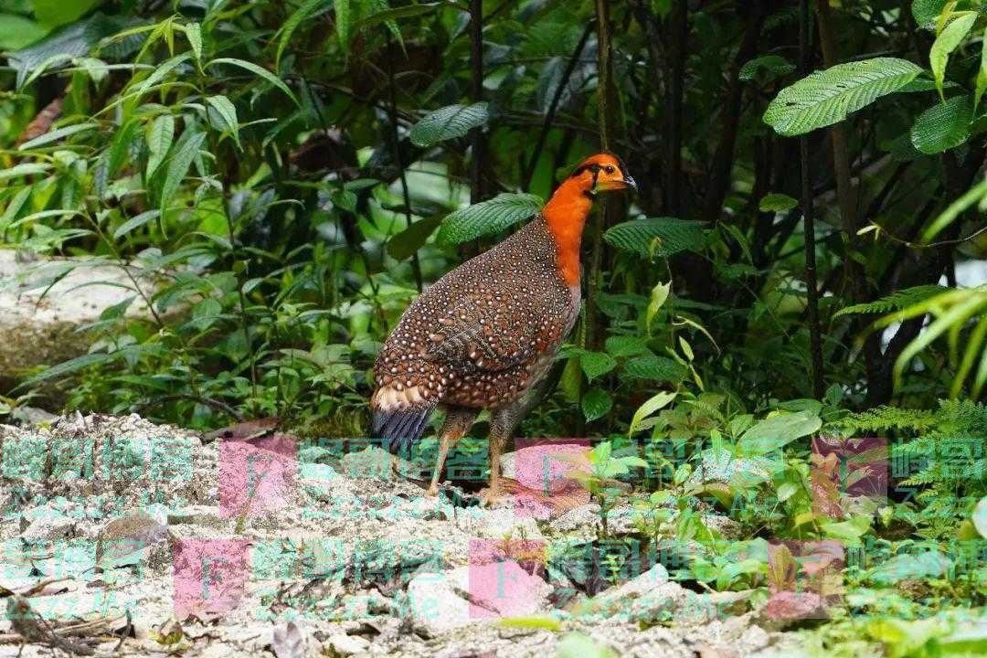 这个物种107年后再次现身！