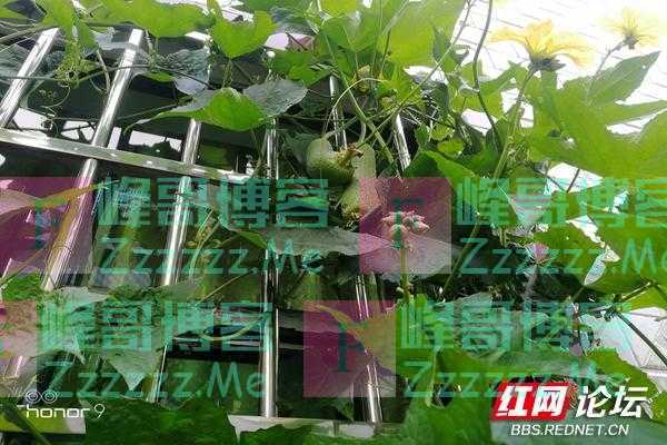 今年的丝瓜长得好，农家的种子就是不一样！