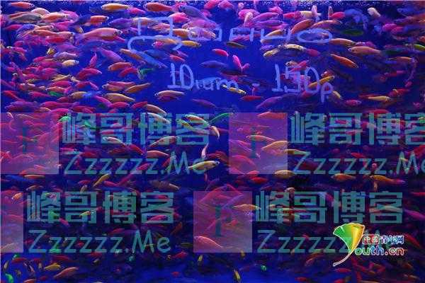 俄罗斯莫斯科宠物市场品类繁多 小可爱等你带回家