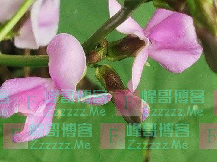 菜花儿攀墙，密叶下，瓜儿悄悄长