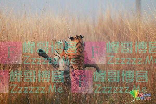 国外动物激烈打斗精彩瞬间 场面激烈下手狠