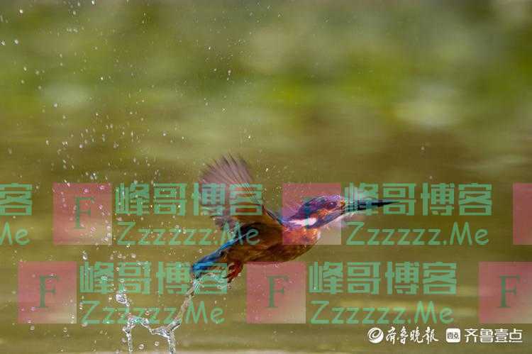 精彩抓拍翠鸟捕鱼，这技术没得说