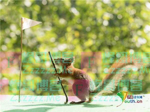 瑞典松鼠挥杆打高尔夫球有模有样