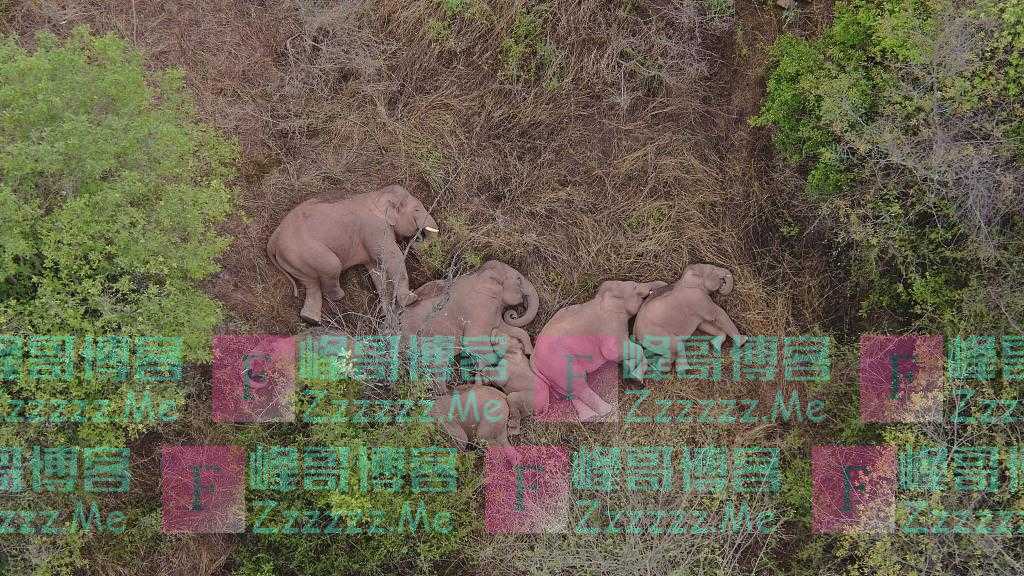 世界大象日:打开“象”片 这有一群镜头感十足的象宝宝