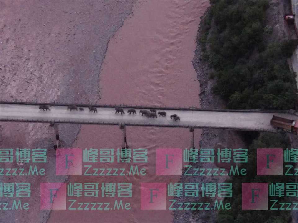 大象“回家”了！这段旅程，也太精彩了