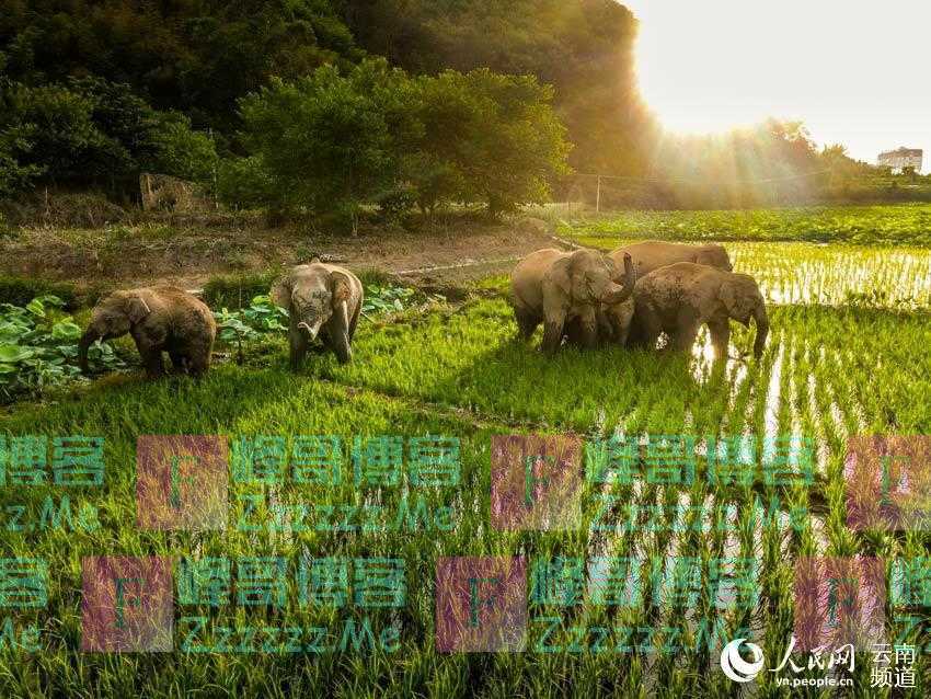 云南北移象群的高萌瞬间！哪一幕让你印象深刻