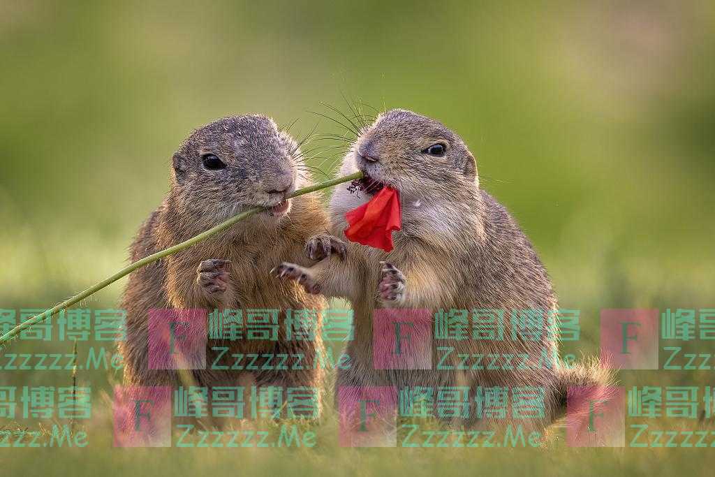 匈牙利：松鼠觅食途中“开小差” 小脑袋凑一起闻花香表情陶醉