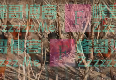 一碗好汤蕴含着改变命运的力量