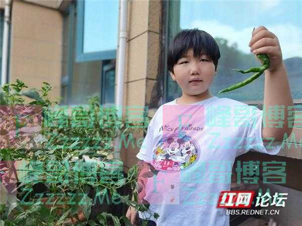 最美阳台丨阳台虽小，但可以喂养我们的灵魂！