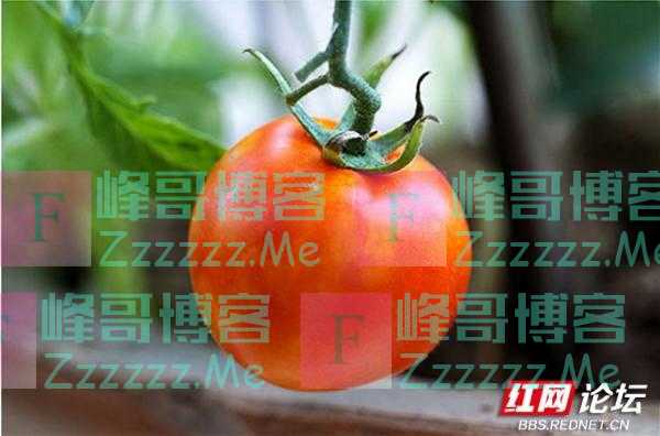 最美阳台｜中国人到底有多热爱种菜？瞅瞅阳台就知道