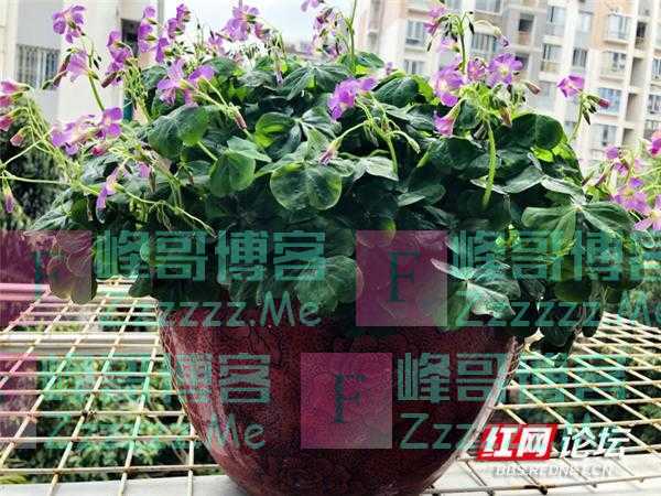 最美阳台丨在阳台上，听花开的声音