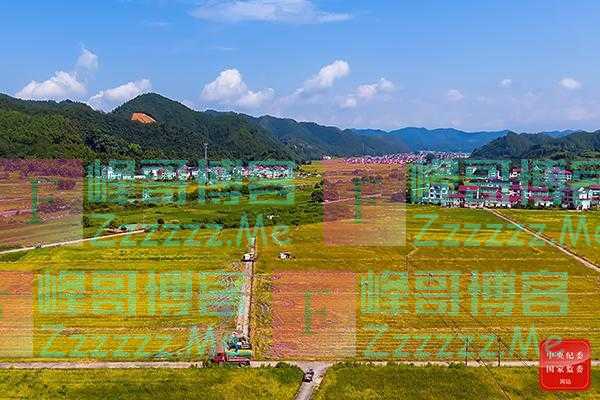 镜头｜处暑新秋农事忙