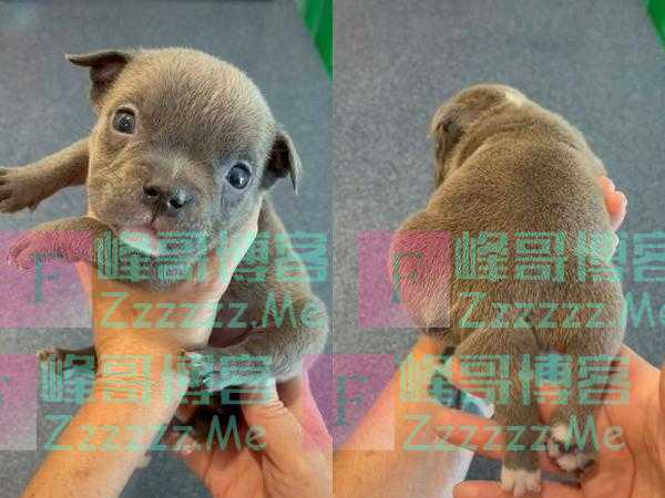 小狗出生时有五条腿 曾被误以为有两条尾巴