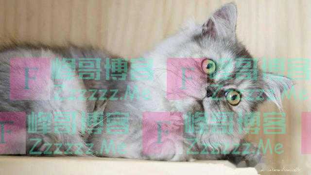 青岛农业大学克隆猫网上“征婚”，科研团队操碎心：没办法，实在找不着了