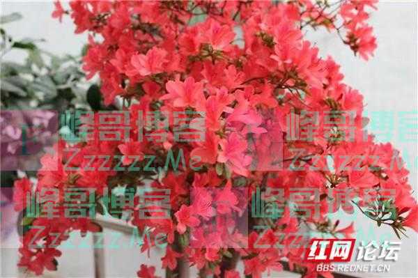 最美阳台丨花团锦簇的阳台,折射出我们的家和万事兴