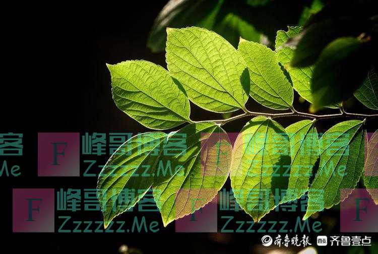 早起散步，小区树叶已露出秋意