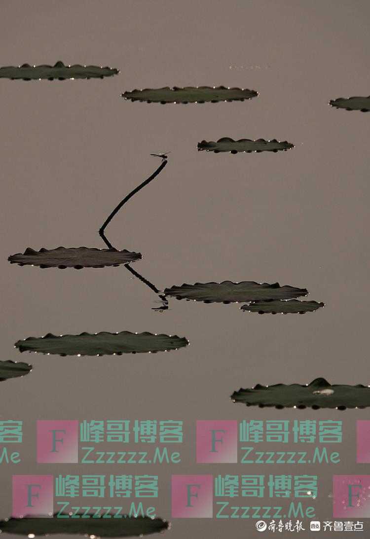 秋日的荷塘精灵