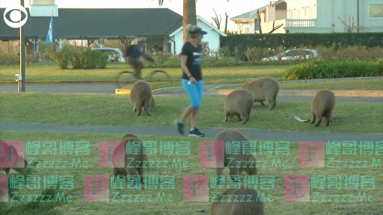 阿根廷一处富人区水豚入侵引居民抱怨 生态学家称居民才是入侵者