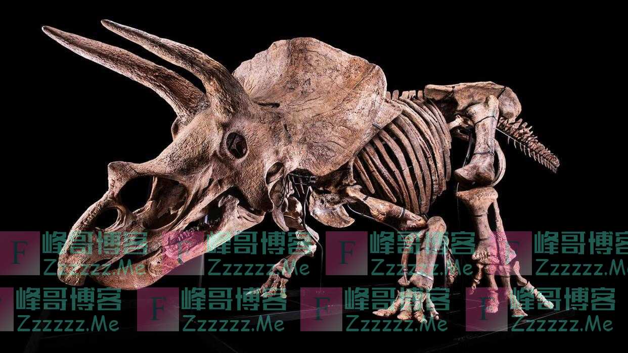 世界上最大三角龙化石“大约翰”将被拍卖