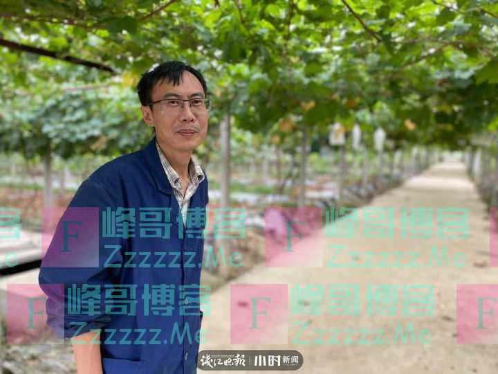 网传葡萄蘸药视频，“药水”葡萄还能放心吃吗？葡萄那些事，今天全揭秘