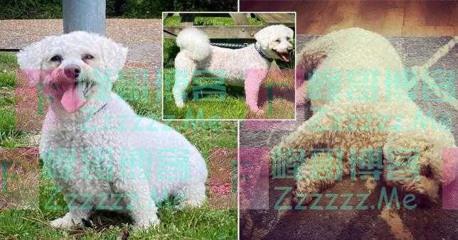 27斤比熊犬跑5000米减肥 成功瘦身8斤