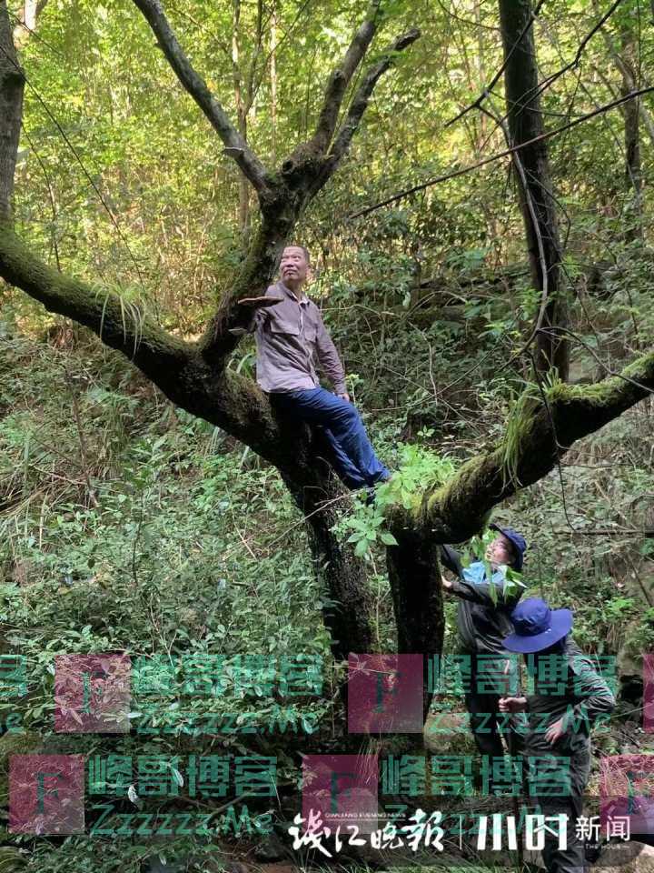 食用菌易富集重金属，还能用来处理土壤污染，还能放心吃吗？