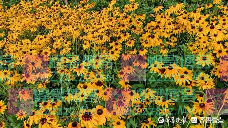 秋日黄花，向阳开