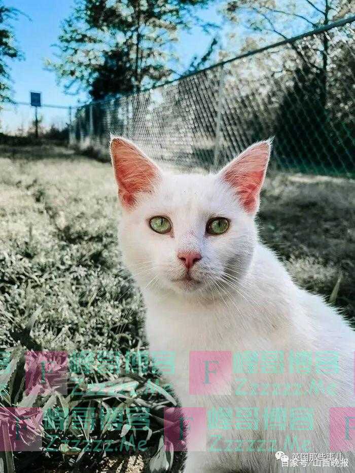 有爱！怀孕的妹子捡回怀孕流浪猫，她们同时生下了小宝宝！