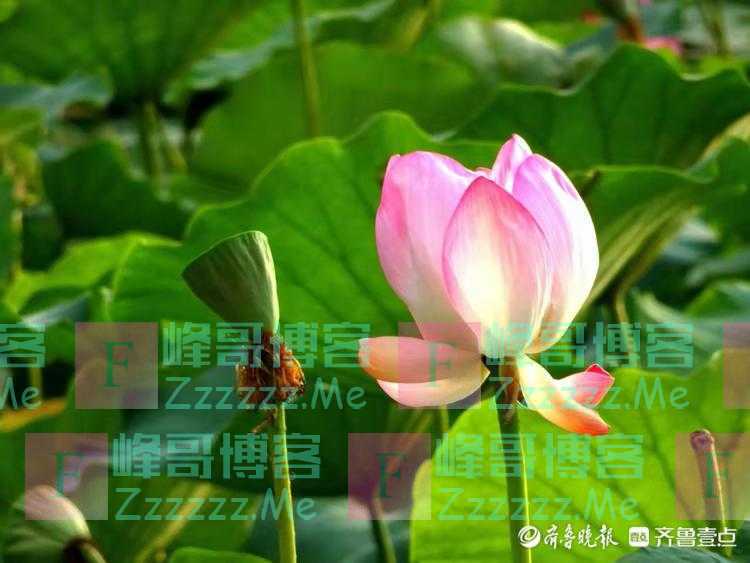 行摄华山——各色秋荷竞相开放