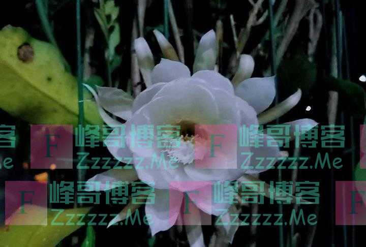 昙花一现,唯美