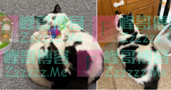 无奈之举！女子为防胖猫偷吃在冰箱和橱柜装儿童锁