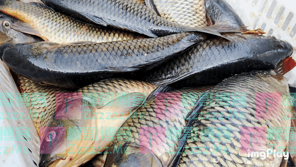 山东一高校……支起大铁锅做全鱼宴！连吃十天不要钱！鱼：当初你们亲手喂我，还以为是真爱