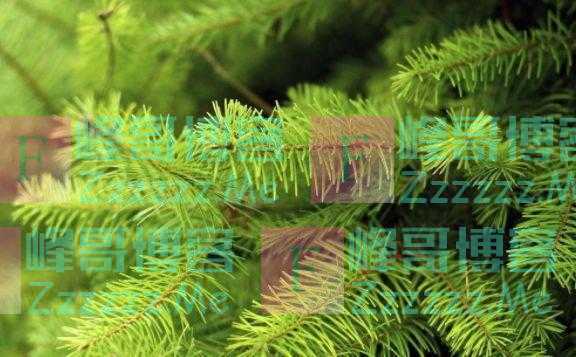 发现“长生不老药”？俄科学家：西伯利亚冷杉中的萜烯能清除细胞垃圾，延长人类寿命