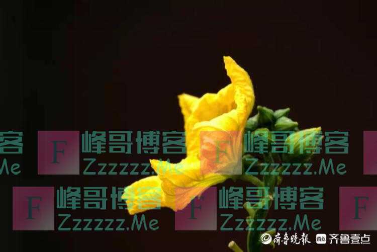秋风凉丝瓜长,金灿灿花儿黄