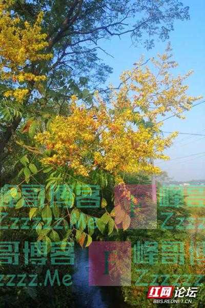 秋天只识桂花香,却不知这种花静静地在秋风里温柔了岁月