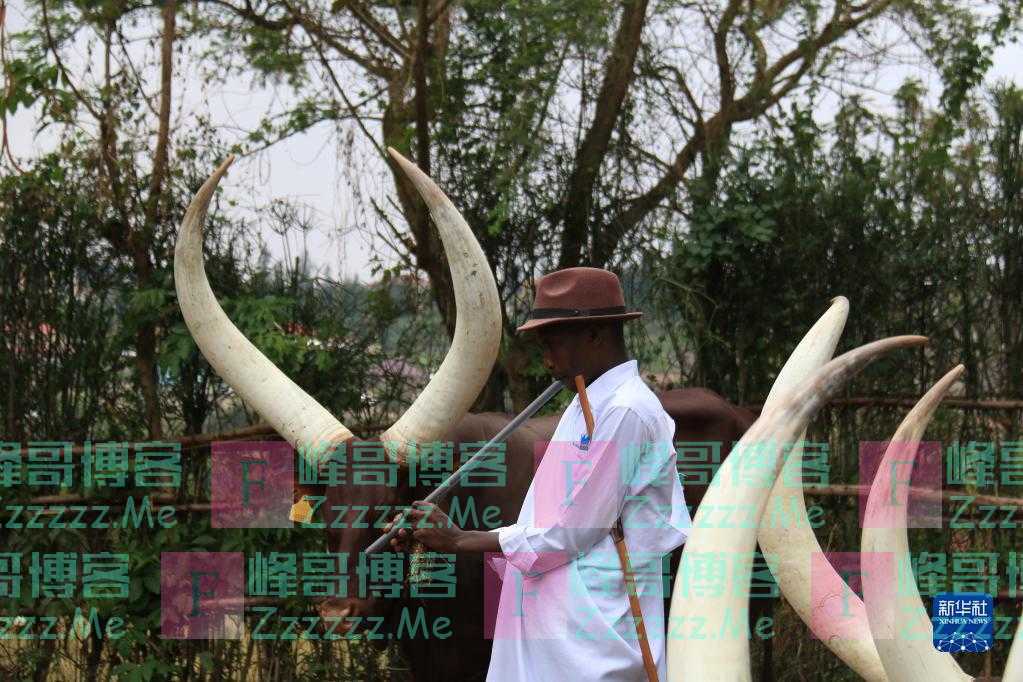 卢旺达长角“神牛”