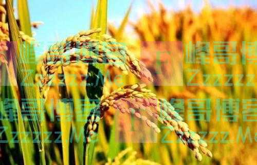 当代散文｜绵绵细雨闹秋收