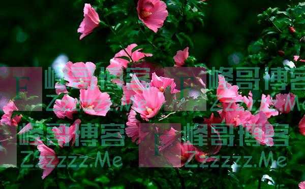 晨读｜木槿花开